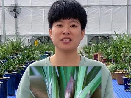 养兰分享:消花苞#兰花 #中国兰文化 @DOU+小助手