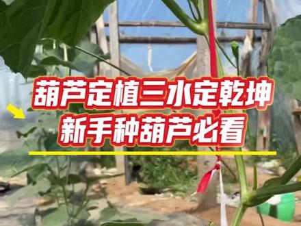 #记录我的种植生活 #葫芦种植
葫芦定植三水定乾坤
第一水:定根水【栽苗当天】
栽完立刻浇透大水
作用:沉实土壤、根土密接、不空根、不僵苗,成活率拉满。
第二水:生根水【定植后第6天左右 小水】
忌大水漫灌,走小水
搭配:海藻精 / 矿源黄腐酸钾
作用:快速生根、养根、护根,提苗壮苗,缓解移栽应激。
第三水:防病水【定植后15天左右 小水】
小水慢浇,不涝根
搭配:恶霉灵+精甲霜灵灌根
作用:专治预防根腐、茎基腐、烂脖子、死苗烂棵,刚好避开生粪、土壤带菌高发起。