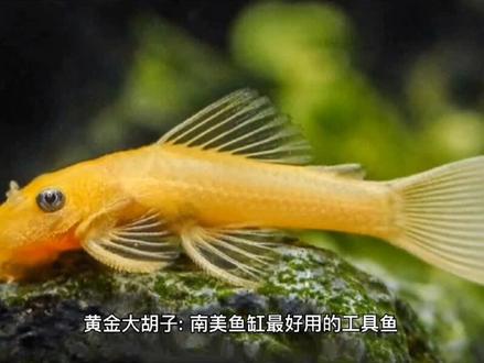 黄金大胡子:南美鱼缸最好用的工具鱼。食藻清理食物残渣!#胡子 #胡子鱼 #胡子繁殖 #南美清道夫 #清道夫 #水族 #观赏鱼