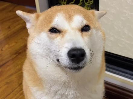十月什么都没说但又好像什么都说了#柴犬 #柴犬金十月 - 抖音