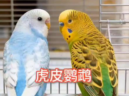 你家小鸡是多大年龄的宝宝啦?❤️#虎皮鹦鹉 #鹦鹉 #手养鹦鹉 #生活服务热点中心 #可爱鹦鹉 @DOU+小助手