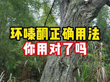 环嗪酮没效果?是你方法没用对#环嗪酮 #抖音助农 #分享农业知识帮农民增产增收 #新农人计划2023 #传播农业小知识 @DOU+小助手