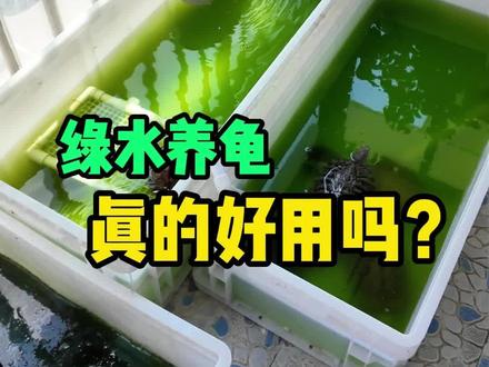 绿水养龟真的很好用,阳光好的一定要去试试!#养龟 #养龟日常 #绿水养龟 #龟龟🐢 #乌龟