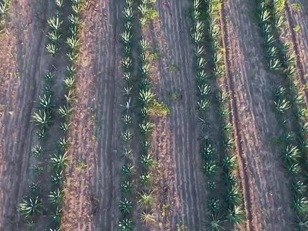 剑麻的一生|现代农业种植和收获菠萝麻|剑麻绳生产过程