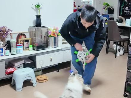 边牧小狗喜欢扑人还要咬手?跟着训犬师这样训练让你快速纠正! #成都训犬 #狗狗扑人 #成都训犬老曹 #训犬 #边牧幼犬