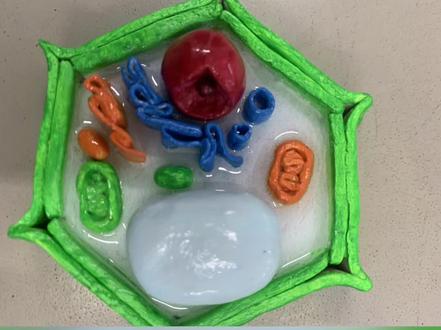 #橡皮泥手工 真核生物三维结构模型