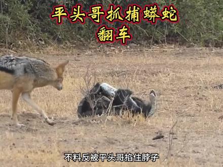 平头哥抓捕蟒蛇翻车被缠住。 #纪录片#平头哥蜜獾#野生动物