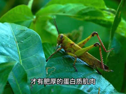 为什么说蟑螂全身都是宝,唯一缺点就是不能吃?