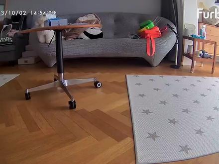 主人不在家的时候,你的小狗都在干什么?#陪伴#狗狗是宠物更是家人#furbo狗狗摄像机