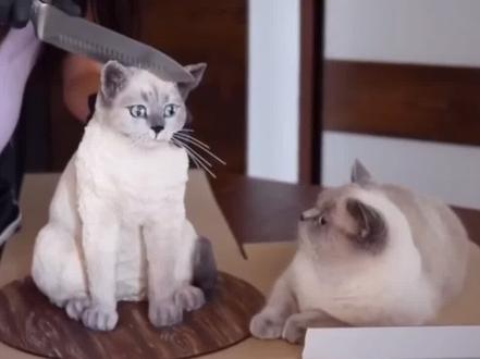 猫咪两岁生日,切个蛋糕庆祝下生日。