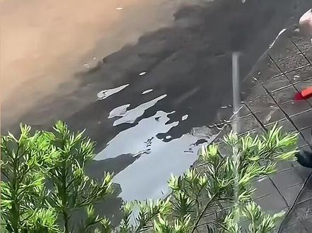 离谱!钦州暴雨冲出几十斤大鱼,路人拍照打卡却不抓,这是为啥? #钦州暴雨街头惊现大鱼 #埃及塘鲺为啥没人抓 #鱼类科普 #街头奇闻 #南方汛期那些事