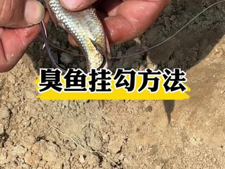 臭鱼钓鲶鱼 挂勾方法 #原来钓鱼才是抖音运动顶流 #钓鱼的乐趣只有钓鱼人懂 #钓鲶鱼饵料 #钓鲶鱼的技巧