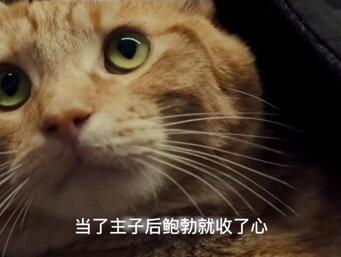 它是只橘猫,捡了一个流浪汉 #流浪猫鲍勃 #宅家dou剧场 #猫