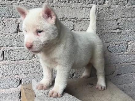 #下司犬 #实战猎犬 #不养狗不知道养狗的乐趣 #本村最靓的狗 #狗是人类最忠诚的朋友 还有很多小下司犬