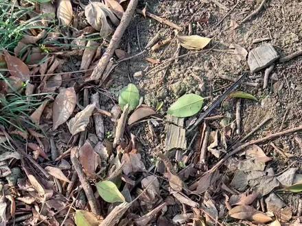 一花一世界一叶一菩提到底告诉了我们什么!#人生是一场修行