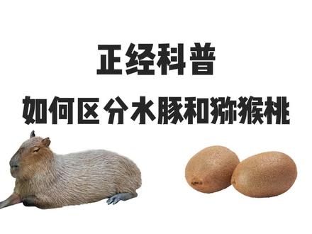 给大家科普一下🫡#水豚 #卡皮吧啦 #capybara #涨知识 #科普一下