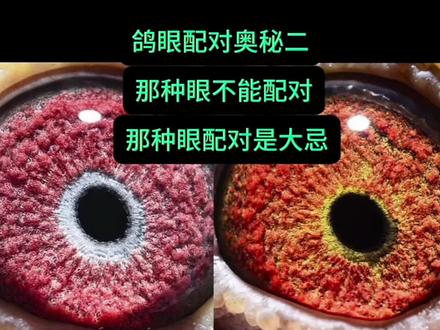 配对技巧保姆级教程,好好看着#鸽眼结构 #鸽眼论 #鸽眼鉴赏