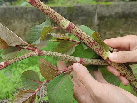 入侵植物虎杖,英国花63亿都无法将它消灭,为何我国却大肆种植?