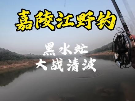 嘉陵江野钓,黑水虻大战清波,收获满满!#这也能开播 #专为钓鱼人设计 #钓鱼人就是这么疯狂 #去有鱼的地方钓鱼 #黑水虻