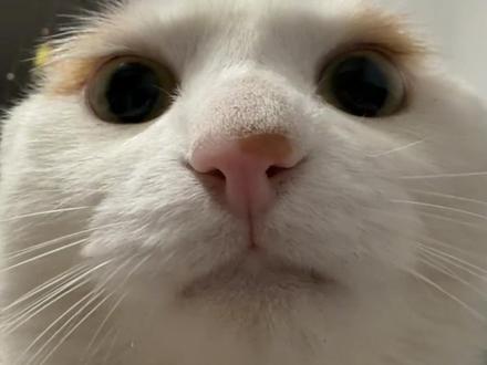 惹我生气的后果如下 #怼脸猫咪表情包 #迷之角度喵 #小猫出道计划 #喵喵怼脸拍