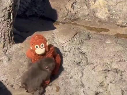 一只被霸凌的punch小猴子在外网爆火。#punch