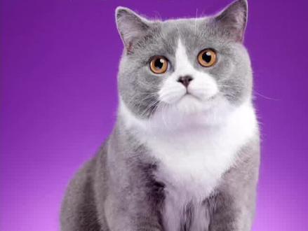 猫咪为啥在床上拉尿#宠物知识 #猫知识 #科学养宠