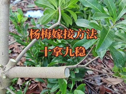 冬季嫁接杨梅好时节,高成活率方法#嫁接技术 #杨梅 #东魁杨梅