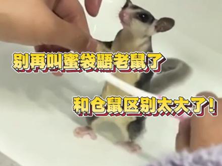 蜜袋鼯≠老鼠≠仓鼠,别再傻傻分不清#萌宠出道计划 #萌宠日常记录 #小飞鼠蜜袋鼯 #蜜袋鼯 #蜜袋鼯新手指南