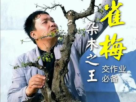 岭南手法交作业首选树种——雀梅!#盆景 #花卉绿植 #三农 #情绪 #读书 @抖音小助手 @推广小助手