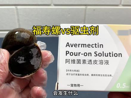 给福寿螺吃驱虫药会怎么样!#福寿螺 #趣味实验 #寄生虫