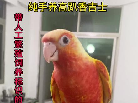#手养鹦鹉 #鹦鹉训练#小太阳鹦鹉 #香吉士鹦鹉