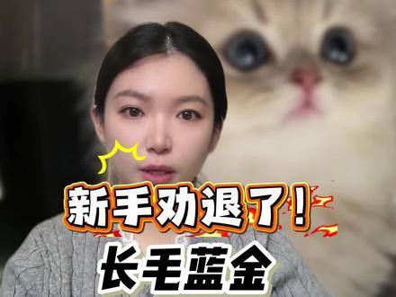 长毛蓝金,新手劝退❗️优点缺点都有#养宠知识 #买猫避坑 #养猫经验分享 #长毛蓝金 #蓝金矮脚