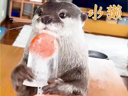 小水獭獭生第一次吃冰棍,三文鱼被包裹在冰块里,小水獭直呼想吃点东西太难了 #奇妙的动物 #水獭 #动物成精