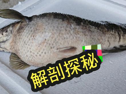 莽文雷龙鱼肚子出奇的大,打开看看里面是鱼籽还是腹水
