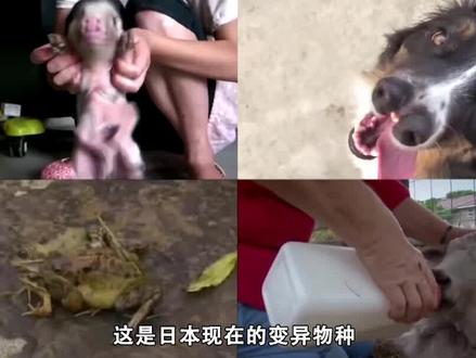 日本核污水倾倒入海,出现的变异生物有多可怕?真相或超出你想象 #日本核废水入海 #变异 #科普
