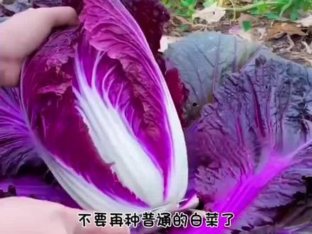 这个好看又好吃的紫白菜你见过吗?它营养丰富紫红的叶片含有丰富的花青素,用来凉拌或者炒菜都非常好吃!#紫白菜种子 #花卉绿植 #我的乡村生活