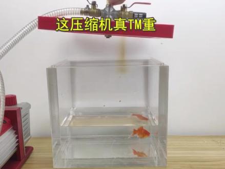 神奇的金鱼居然连真空都不怕?金鱼挑战真空实验!##灭蟑螂 #蟑螂