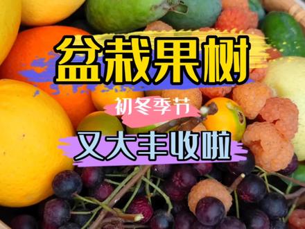 冬季我院子里的盆栽水果又大丰收拉#新农村计划2022 #三农 #农业种植 #丰收的季节 #来抖音学农技