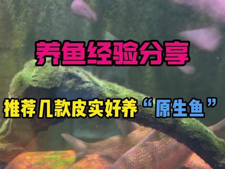 溪流缸“原生鱼”推荐
#溪流缸 #原生鱼 #养鱼日记 #新手养鱼 #水族爱好者