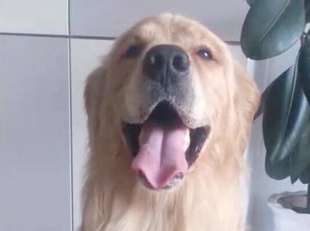 #狗狗 狗狗不定时的打喷嚏是病么?@抖音小助手