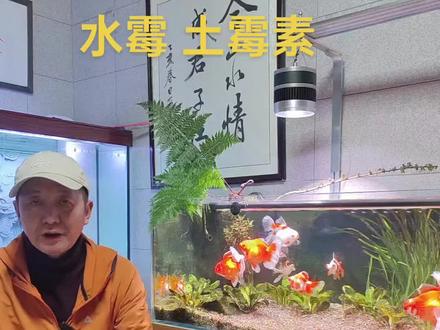 土霉素实用技巧#养鱼人 #水霉怎么引起的 ##经验分享