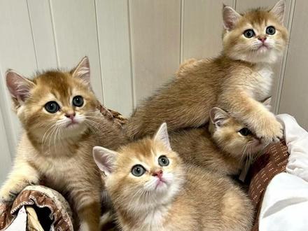 猫把屁股对着你 是什么意思呢? #萌宠出道计划 #猫咪 #科学养宠攻略