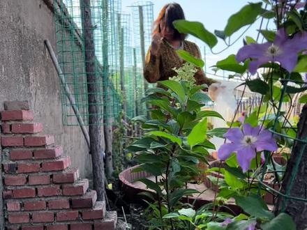 东北地区铁线莲推荐!#铁线莲 #石榴的花园