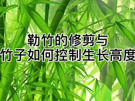 #养竹 拿出小本本做笔记了#竹子盆景