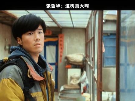 张哲华:这树真大啊 #生命树 #张哲华 #邵云飞 #白菊 #杨紫