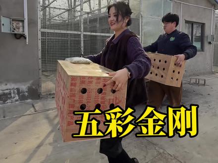 叮咚 你的五彩金刚小可爱发往新家#萌宠#萌宠乐园#动物#宠物#鹦鹉