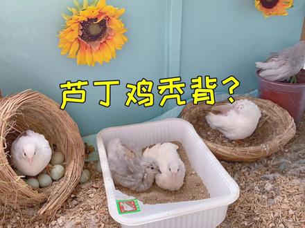 炎热夏季,芦丁小鸡洗沙浴!防暑降温健康开心 #芦丁鸡