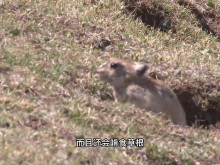 草原鼠患严重,希望有高人能献计献策。#呼伦贝尔文化 #保护草原 #鼠患 #鼠患成灾 #呼伦贝尔小城故事周贤杰