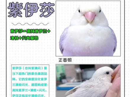 牡丹鹦鹉品种介绍——|紫伊莎|携带伊莎(澳闪)基因的蓝紫系牡丹鹦鹉品种。#热门 #紫伊莎牡丹鹦鹉 #牡丹鹦鹉 #手养鹦鹉 #萌宠出道计划
