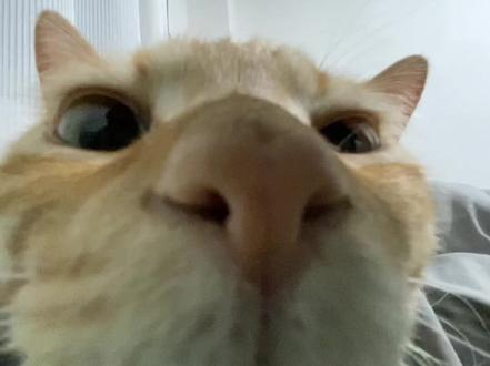 喜欢我不是很正常吗😌 #抽象 #猫咪 #萌宠出道计划